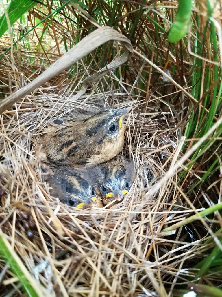 Saltmarsh sparrow chicks in a nest by Bri Benvenuti/U. S. Fish and Wildlife Service - Northeast Region is marked with Public Domain Mark 1.0.
